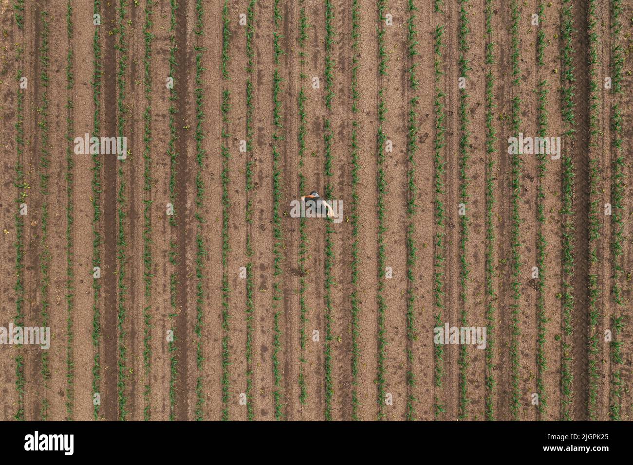 Vista aerea del lavoratore agricolo che esamina i germogli di mais in campo, direttamente sopra il drone pov. Concetto di agricoltura e coltivazione. Foto Stock