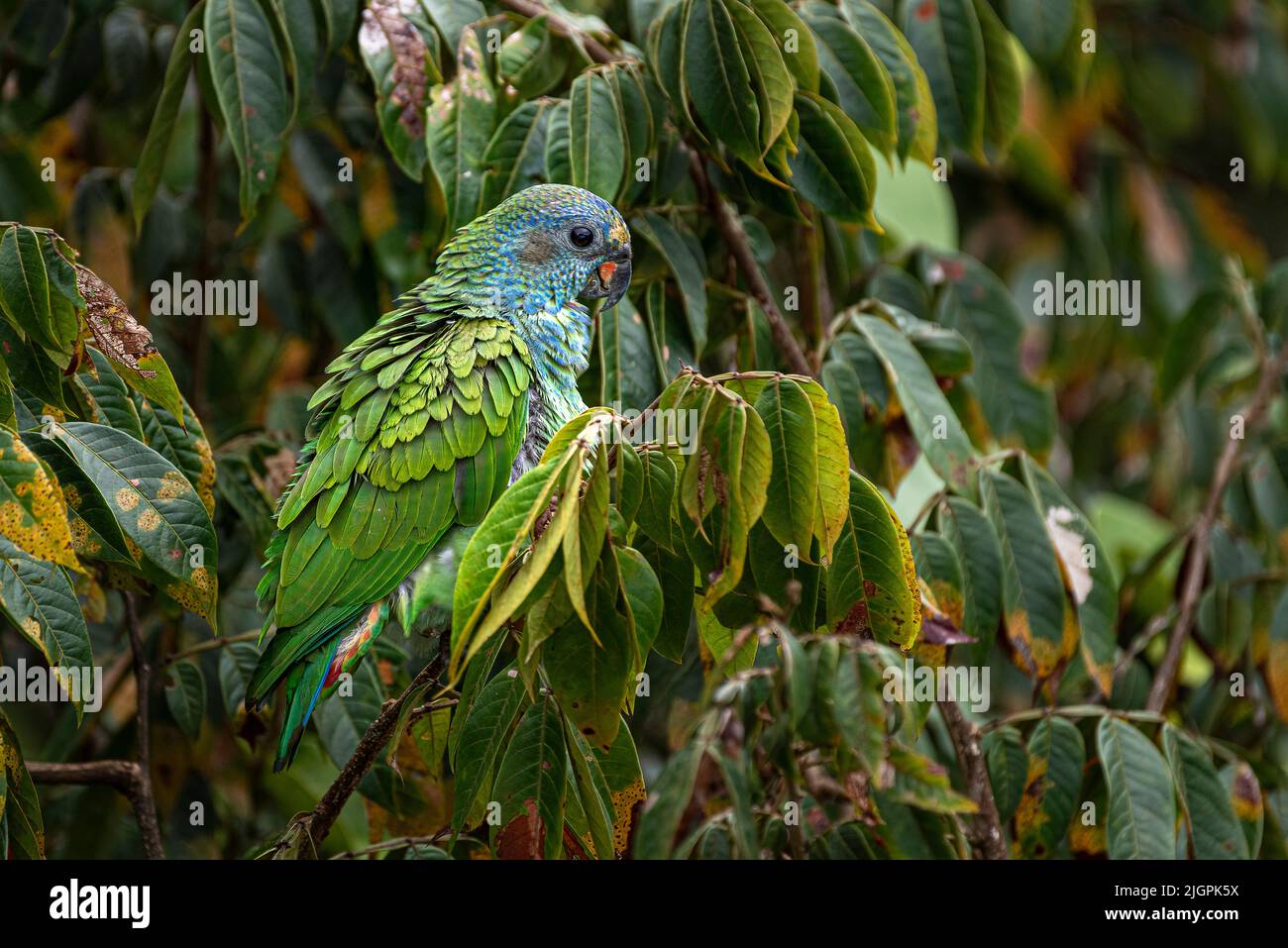 Pappagallo a testa blu arroccato in un albero nella foresta pluviale di Panama Foto Stock