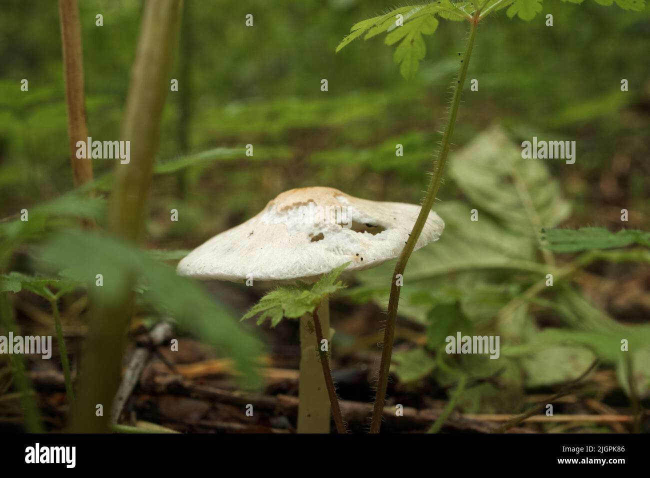 Funghi velenosi nella foresta d'autunno Foto Stock