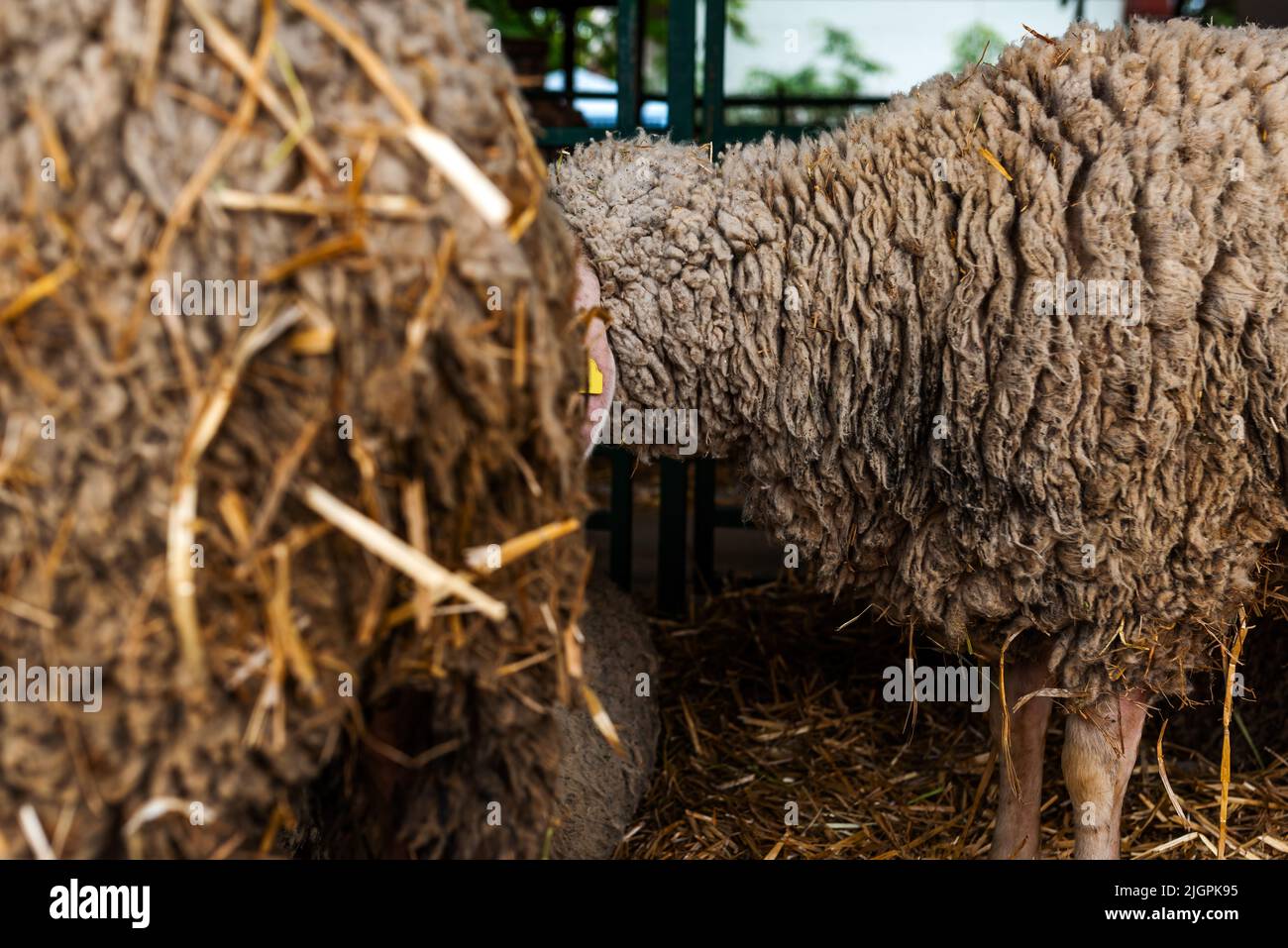 Merinolandschaf o razza Merino di pecora domestica in penna di fattoria. Questa razza è nota anche come Wurttemberger. Messa a fuoco selettiva. Foto Stock