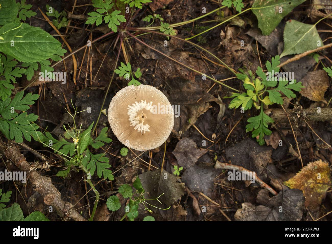 Funghi velenosi nella foresta d'autunno Foto Stock