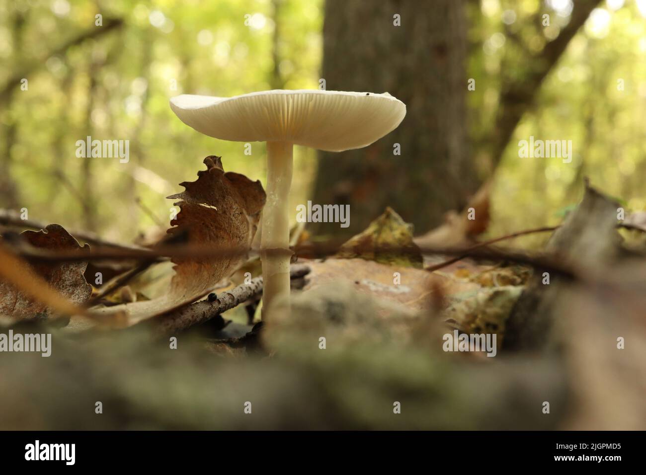 Funghi velenosi nella foresta d'autunno Foto Stock