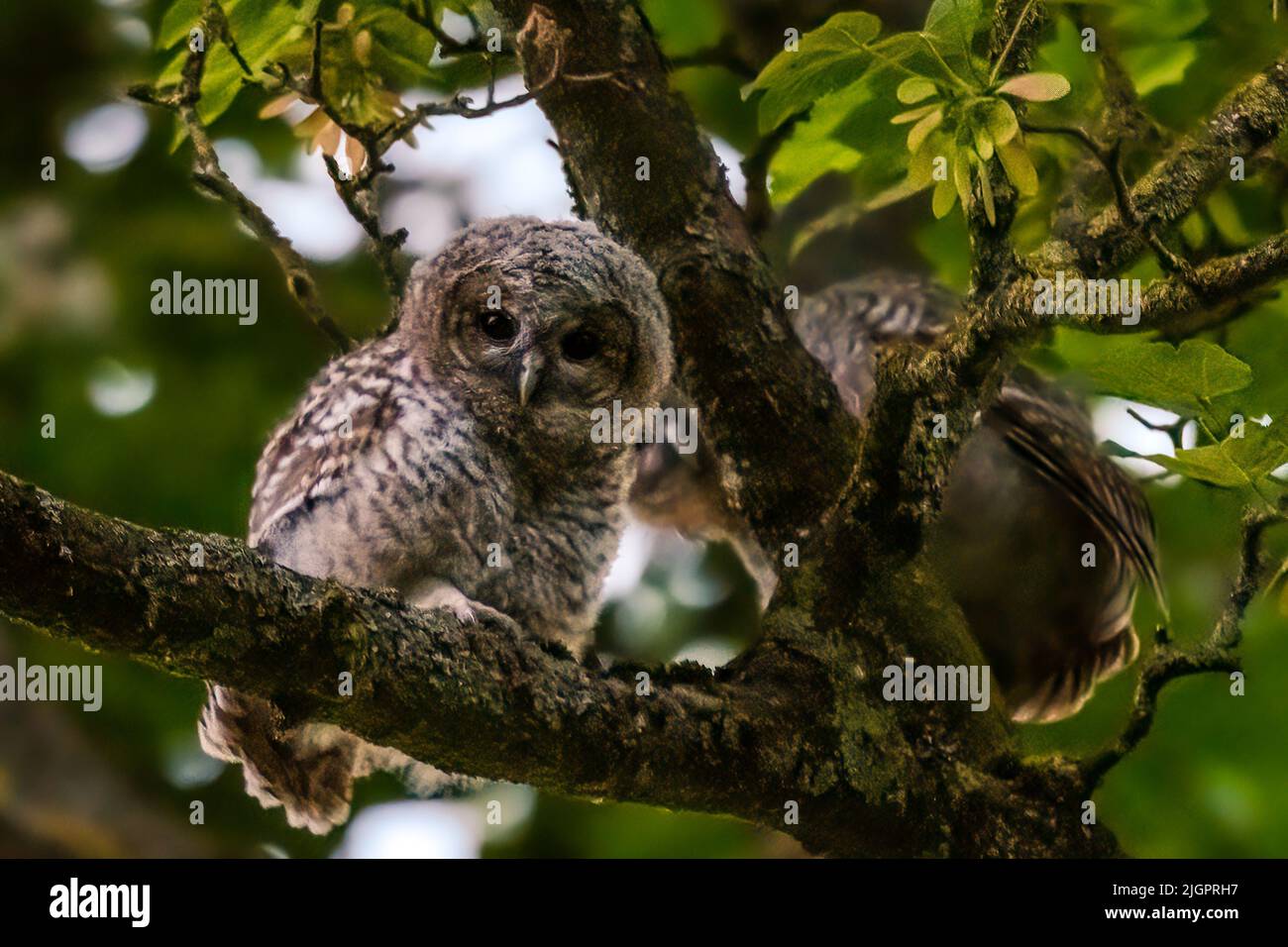 Un gufo ha deciso di giocare peek-a-boo con il fotografo. BUCKINGHAMSHIRE, REGNO UNITO. QUESTI TRE bambini di gufo potrebbero grazia la copertura del classico di Martin Waddell?s. Foto Stock