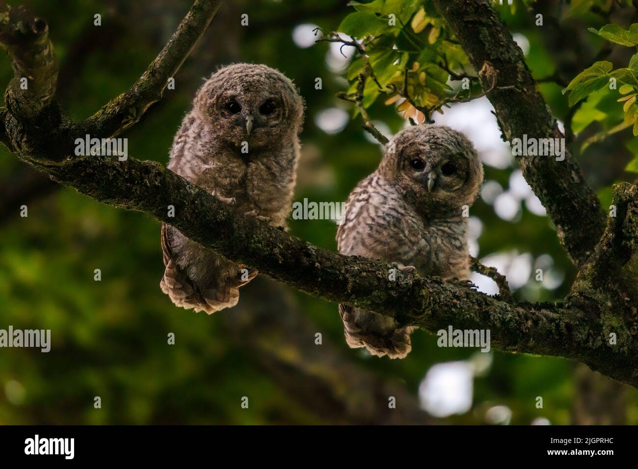 I gufi nani depongono da due a tre uova nel corso di un paio di giorni, rendendo altamente probabile che questi gufi siano fratelli e sorelle. BUCKINGHAMSHIRE, REGNO UNITO. QUESTI Foto Stock