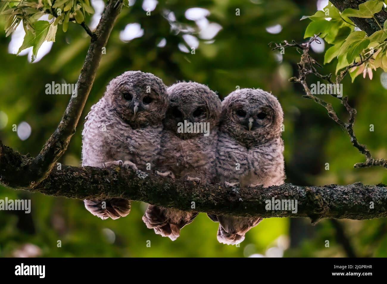 Un trio dolce di bambini gufo è stato avvistato serpente su un ramo nel Buckinghamshire. BUCKINGHAMSHIRE, REGNO UNITO. QUESTI TRE bambini del gufo potrebbero grazia la copertura di Foto Stock