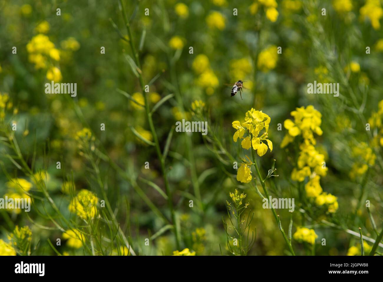 L'ape del miele vola sopra il fiore giallo. Bella natura sfondo estate. Bee raccoglie nettare, fuoco selettivo. Carta da parati floreale con ape di miele. Animali in natura. Foto Stock