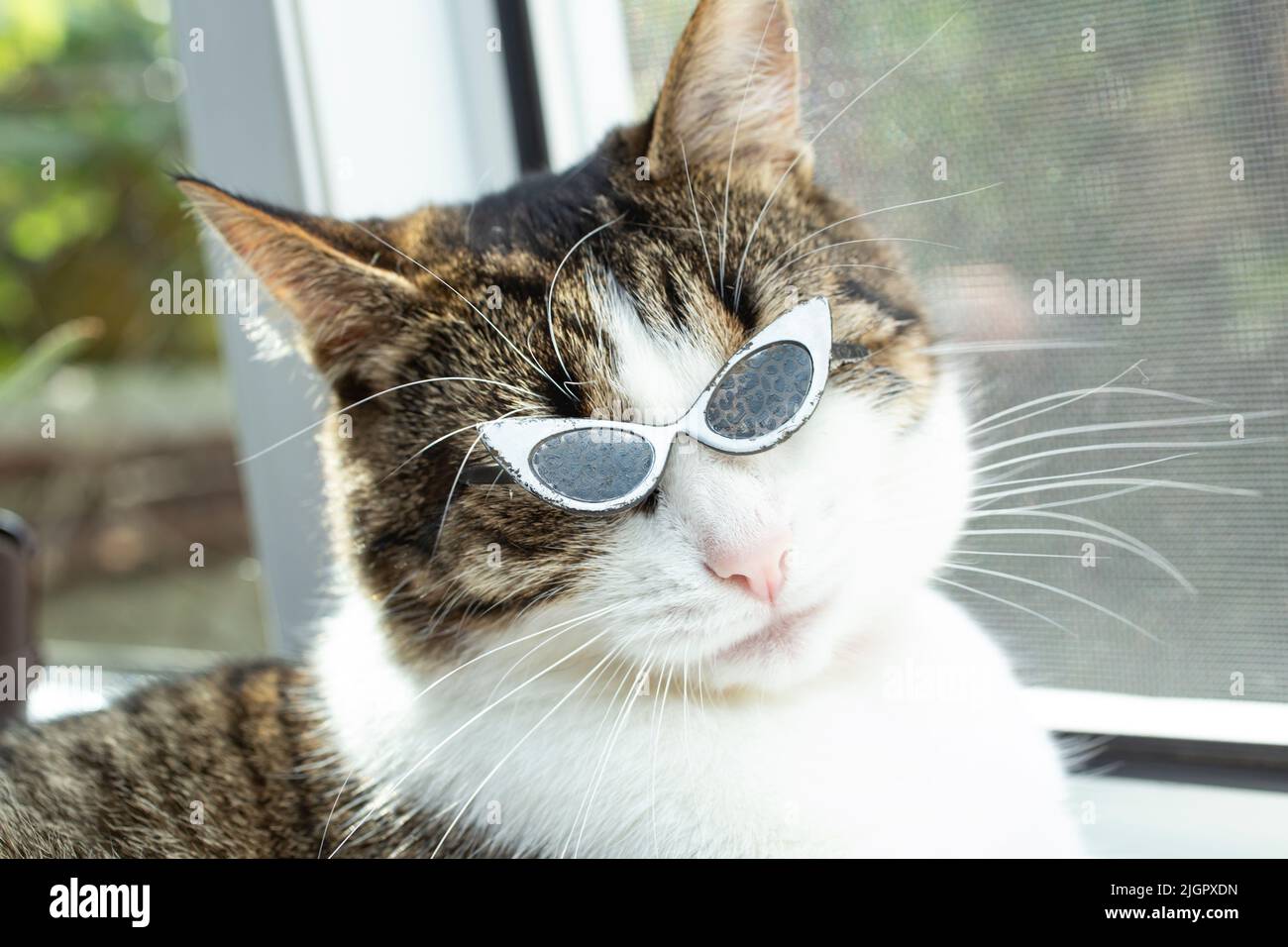 Ritratto morbido di un gatto carino con occhiali da sole, sfondo animale alla moda Foto Stock