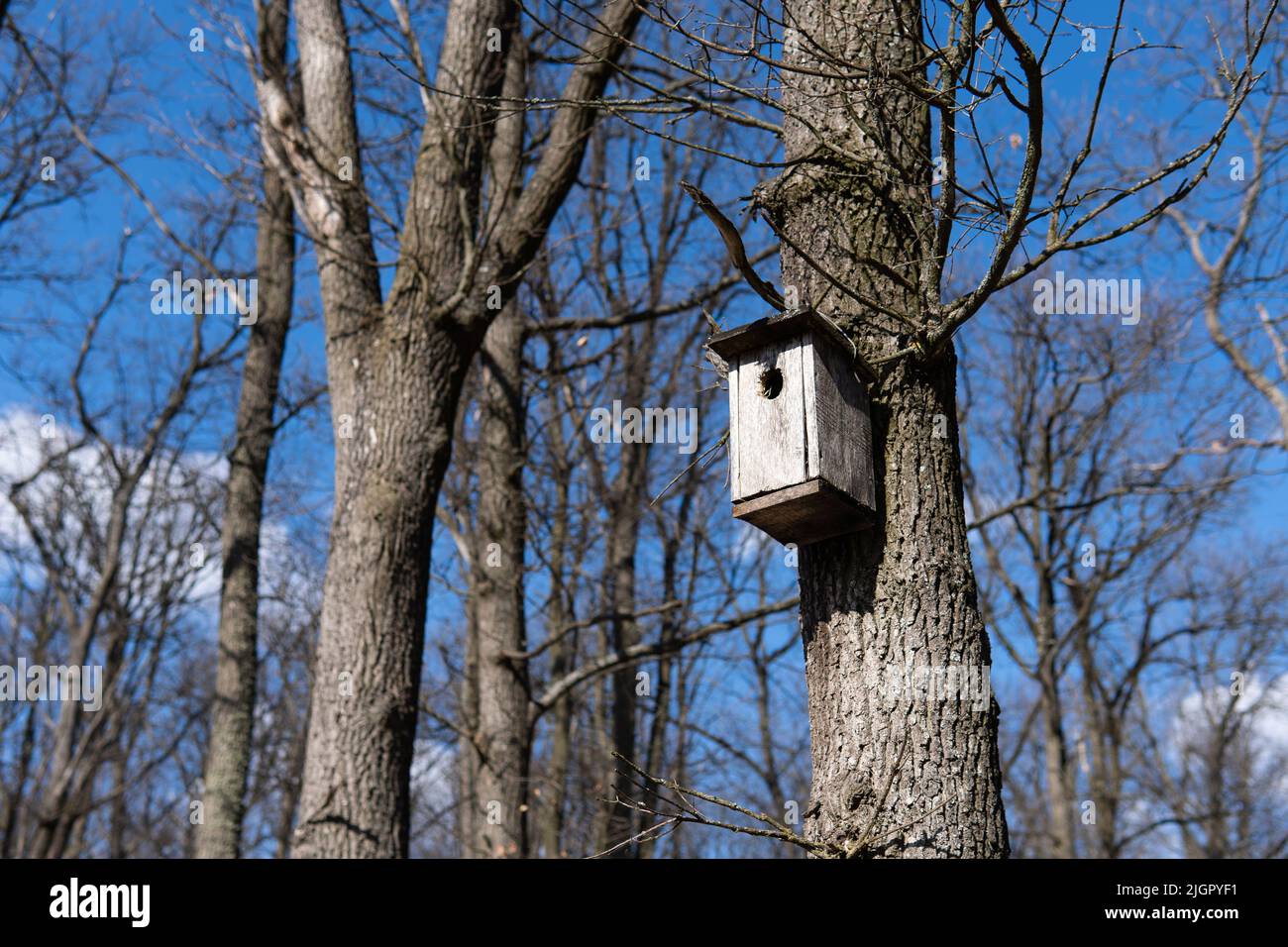 Casa di uccelli in legno fatta a mano su albero con il foro d'ingresso a forma di cerchio. Prendersi cura degli uccelli selvatici nella foresta. Alberi sullo sfondo blu del cielo in tempo di sole. Foto Stock
