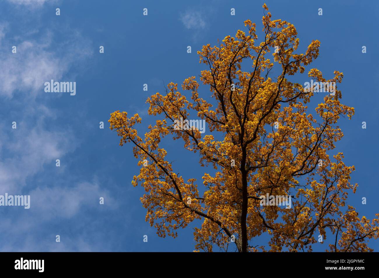 Una bella quercia gialla contro un cielo blu con nuvole bianche. Autunno nella foresta. Fogliame dorato. Un'atmosfera di tranquillità e silenzio. Ecologia e protezione della natura. Concetto botanico. Foto Stock