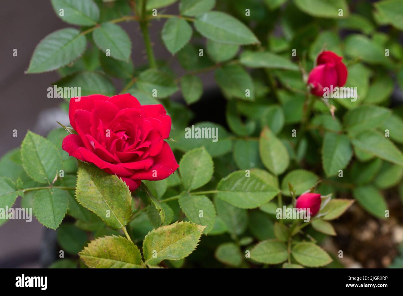 Immagine di un rosebush pitiminí che ha alcuni fiori in diverse fasi del loro sviluppo Foto Stock