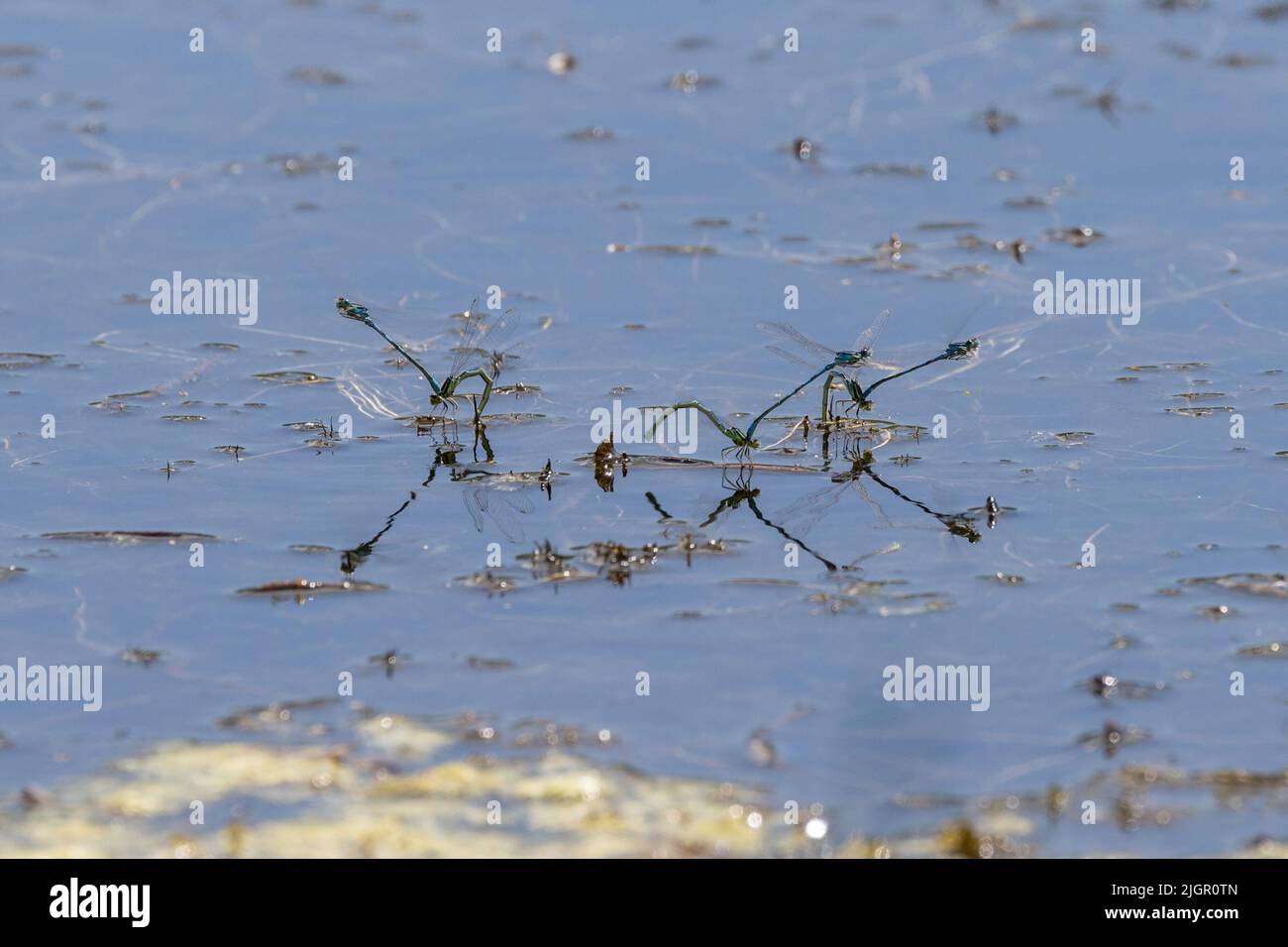 Dainty Damselfly (Coenagrion scitulum) - coppie di accoppiamento ovodeposizione - Kent, UK Foto Stock