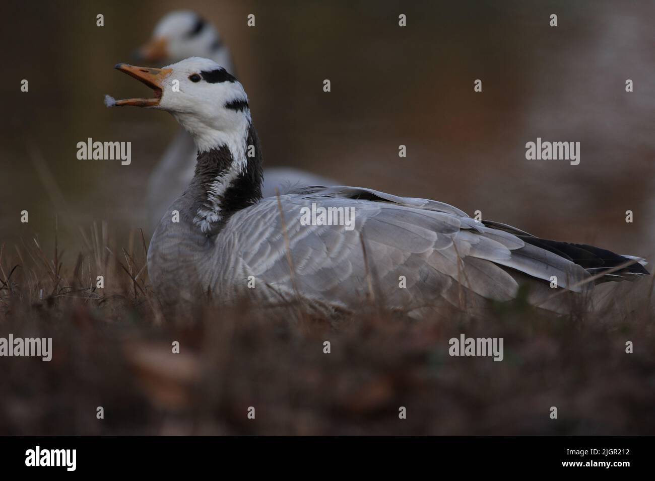 avvertimento o grida d'oca con testa a barra Foto Stock