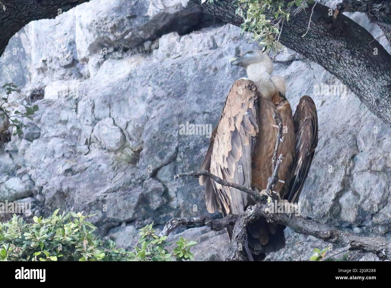 griffon avvoltoio che si snodano su un ramo Foto Stock