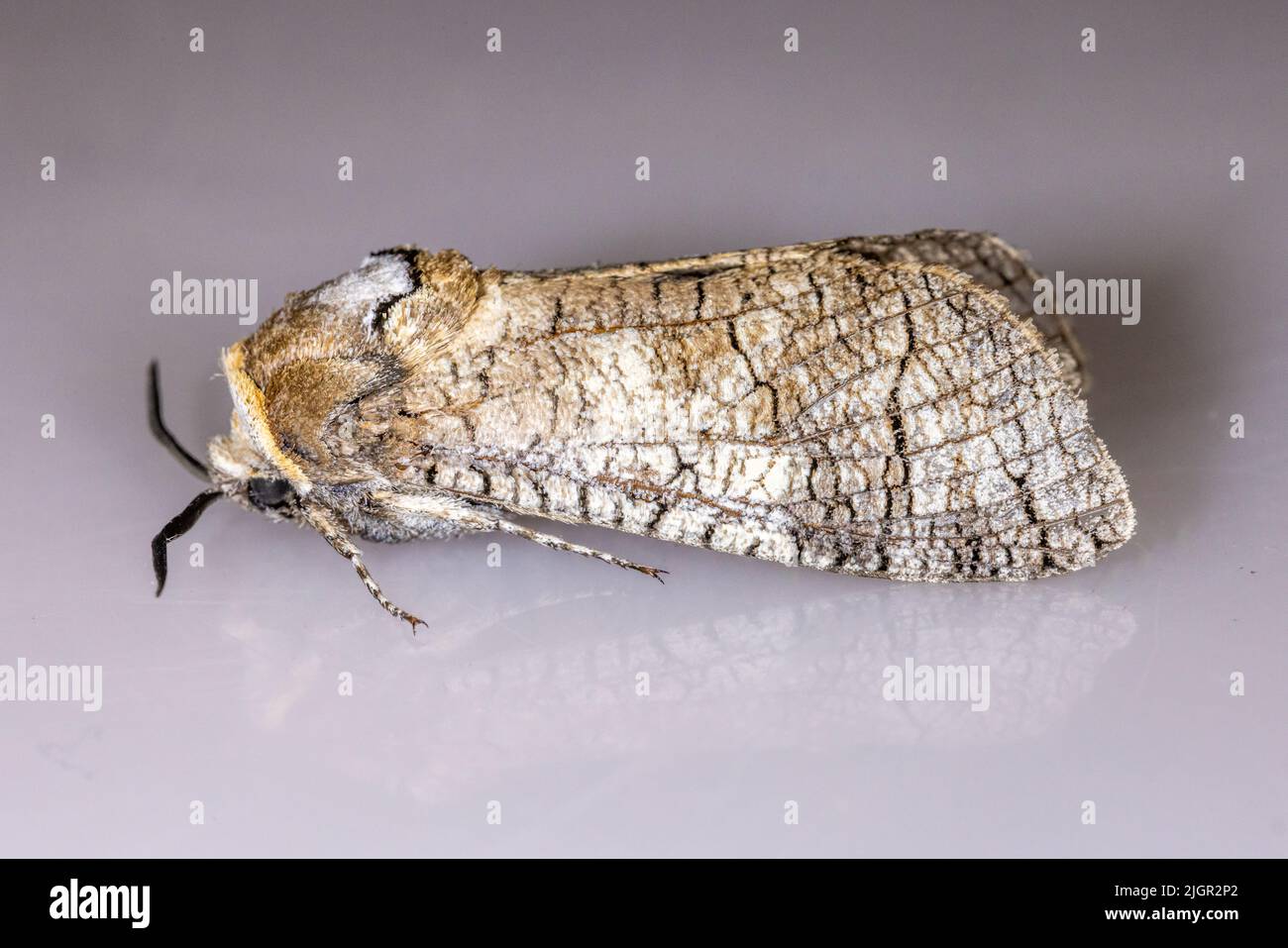 Capra Moth - Cossus cossus - Cossidae - adulto Moth su sfondo neutro Foto Stock