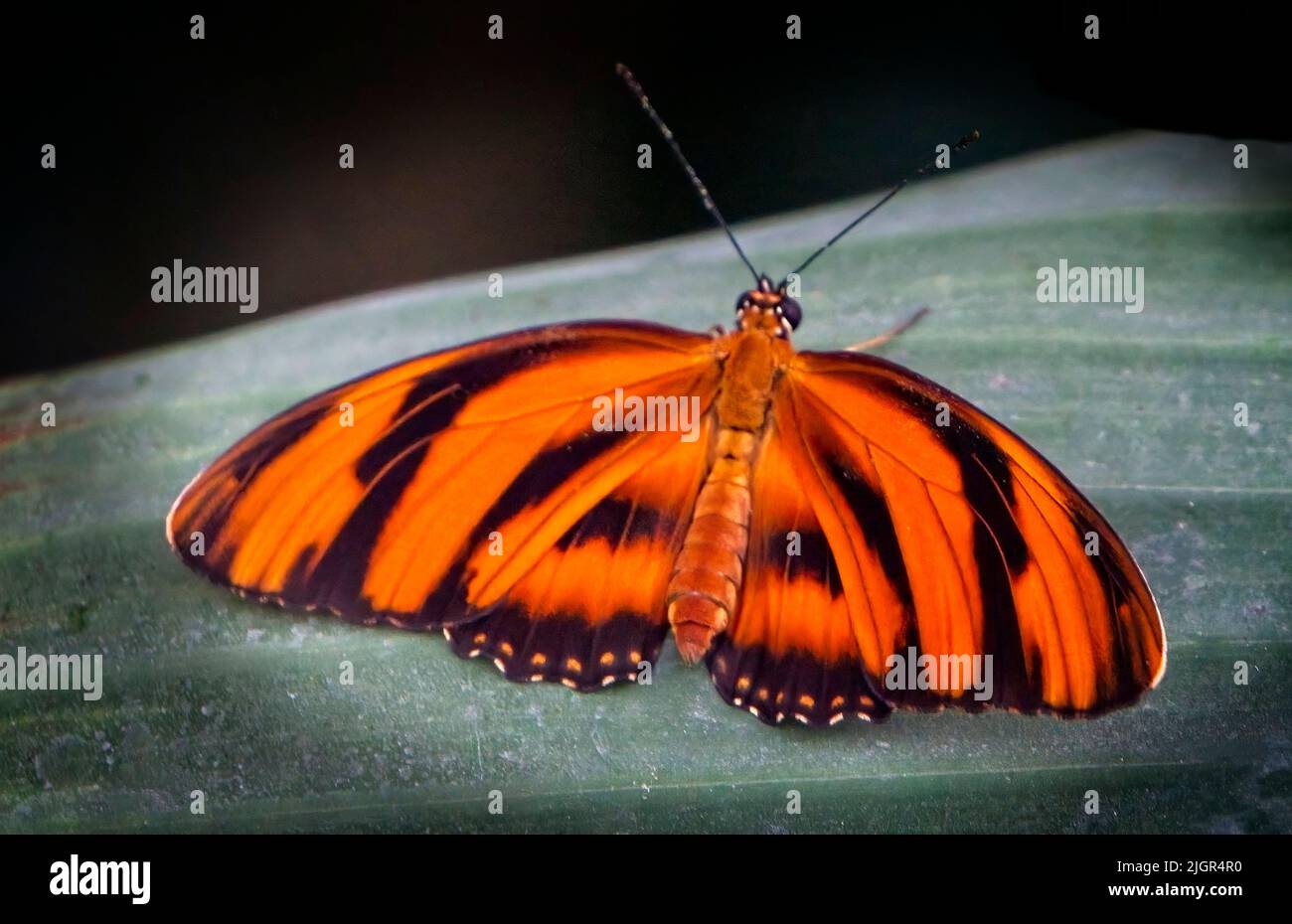 tigre milkweed farfalle Calgary Zoo Alberta Foto Stock
