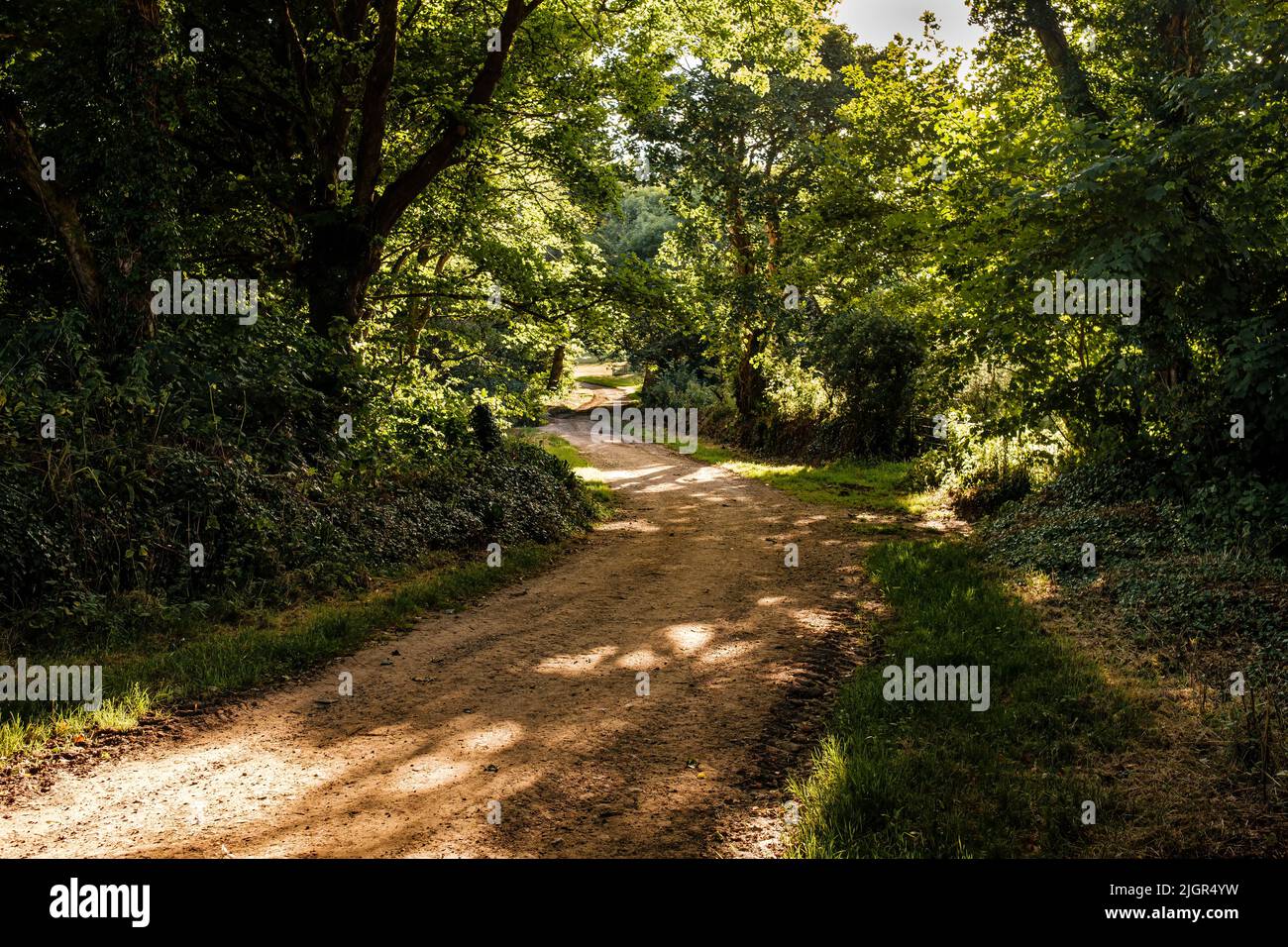 Un sentiero boscoso in una luce notturna applaiata Foto Stock