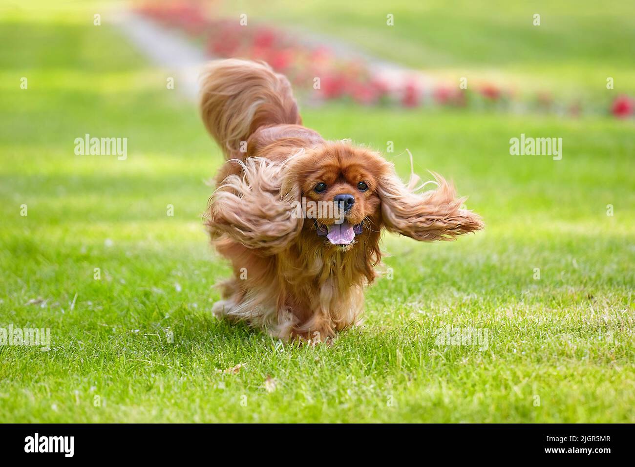 il coccker marrone spaniel corre nel parco su un prato verde in estate. foto leggermente sfocata. Foto Stock