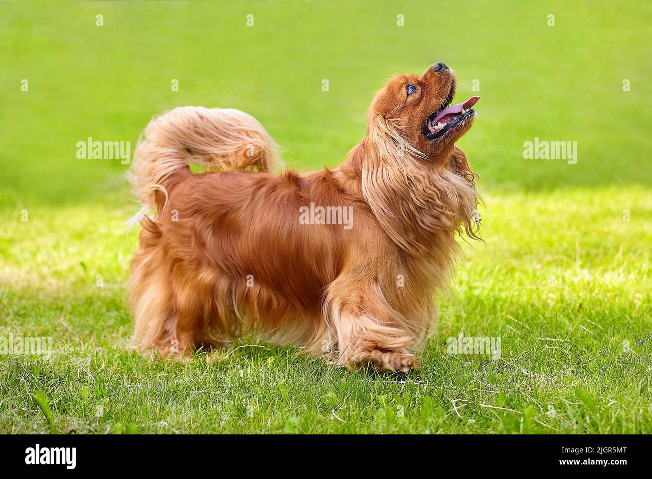 spaniel bruno cocker in estate nel parco della città sul verde erba. Foto Stock