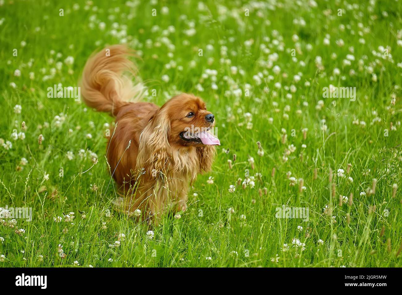 spaniel bruno cocker in estate nel verde erba. Foto Stock