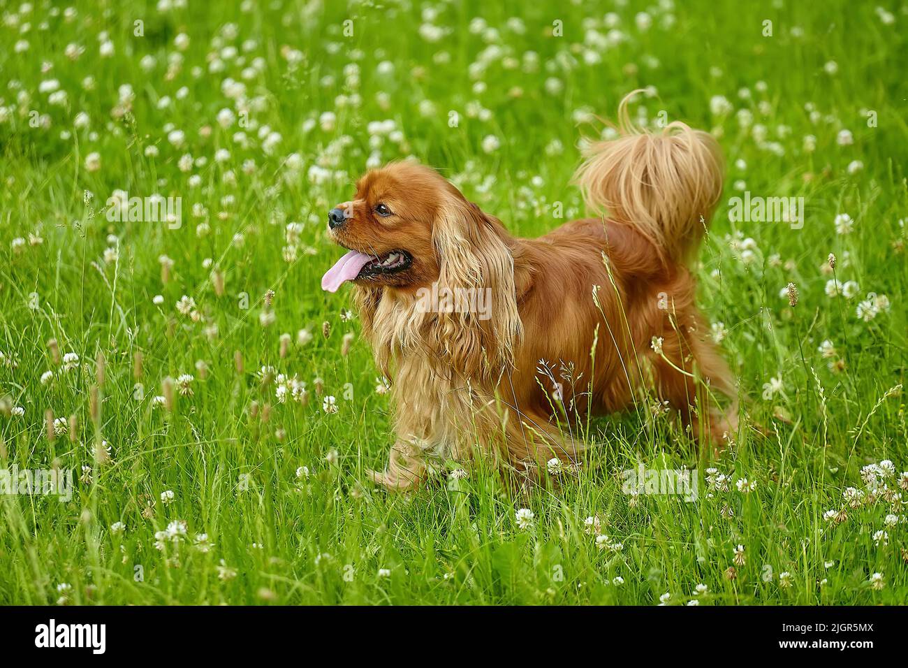 spaniel bruno cocker in estate nel verde erba. Foto Stock