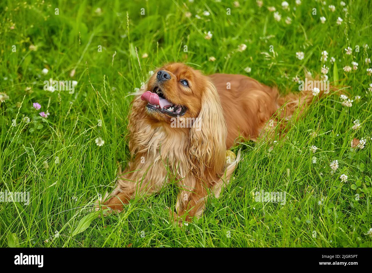 lo spianello marrone del cocker giace sull'erba verde. Foto Stock