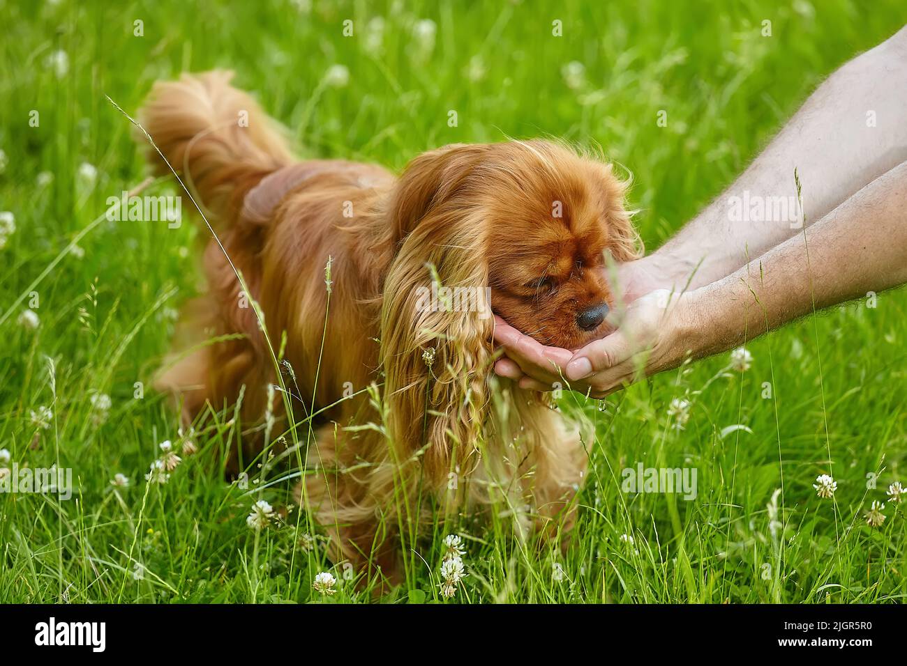 Lo spaniello marrone del Cocker beve l'acqua dalle mani dell'uomo. Foto Stock
