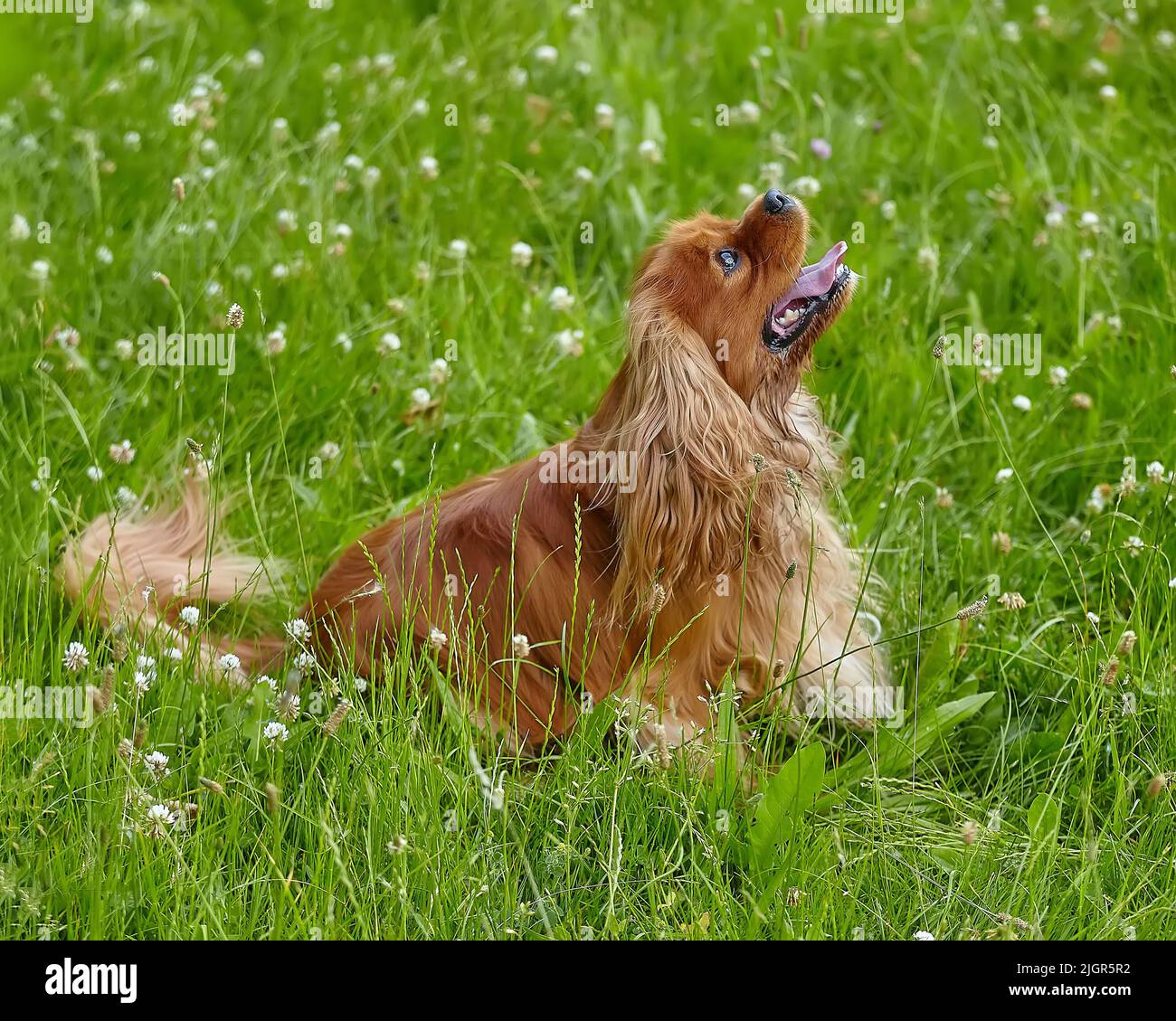 spaniel bruno cocker in estate nel verde erba. Foto Stock