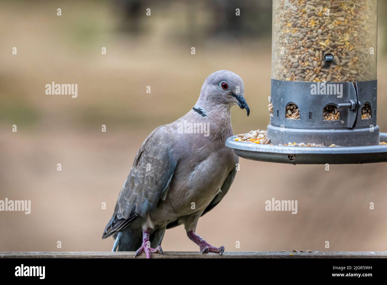 Colava adulta, Streptopelia decaotto, che alimenta da un alimentatore di semi da giardino. Foto Stock