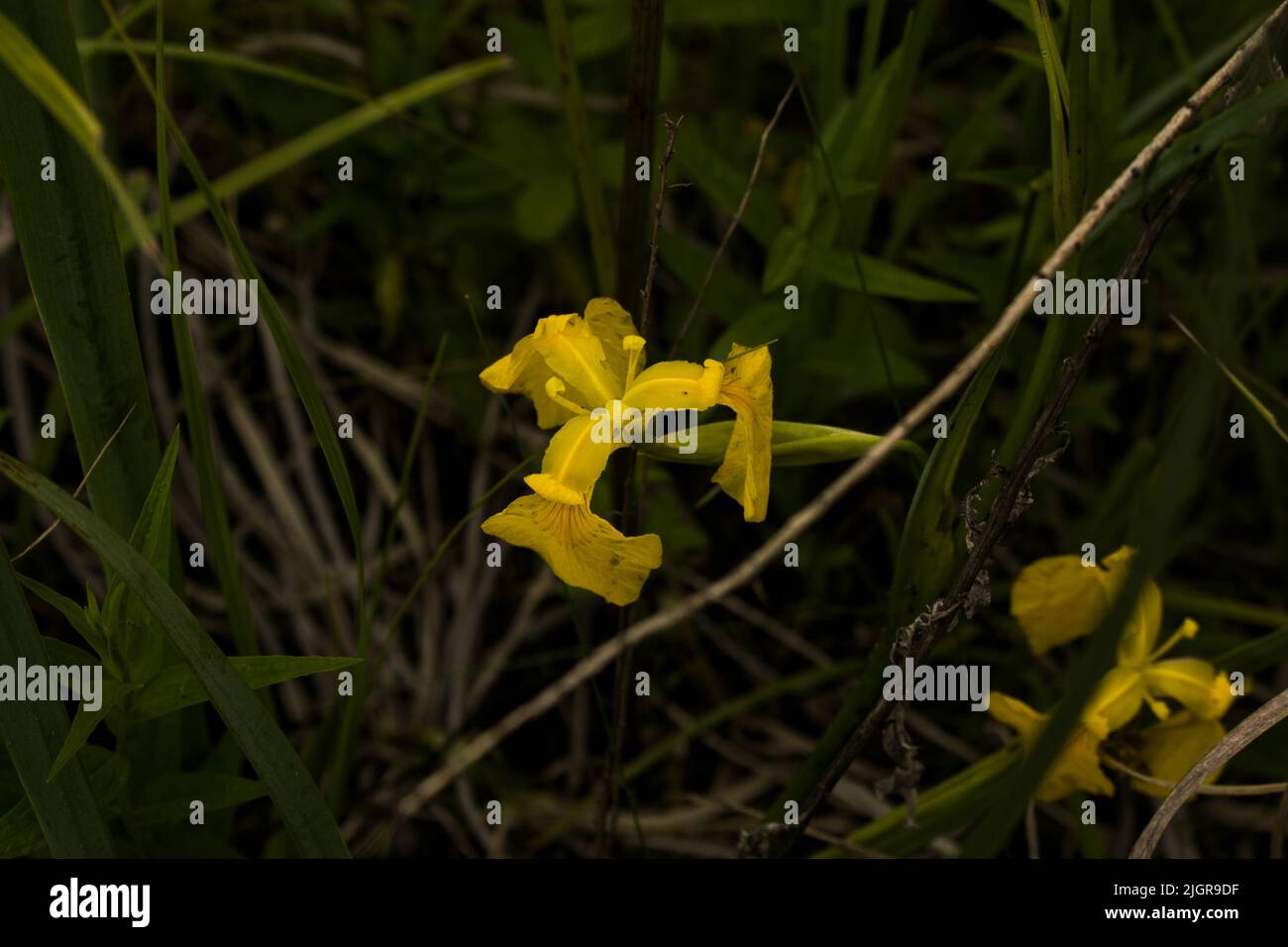 In una palude cresce un fiore giallo iride (pseudacor) o una bandiera gialla. Foto Stock