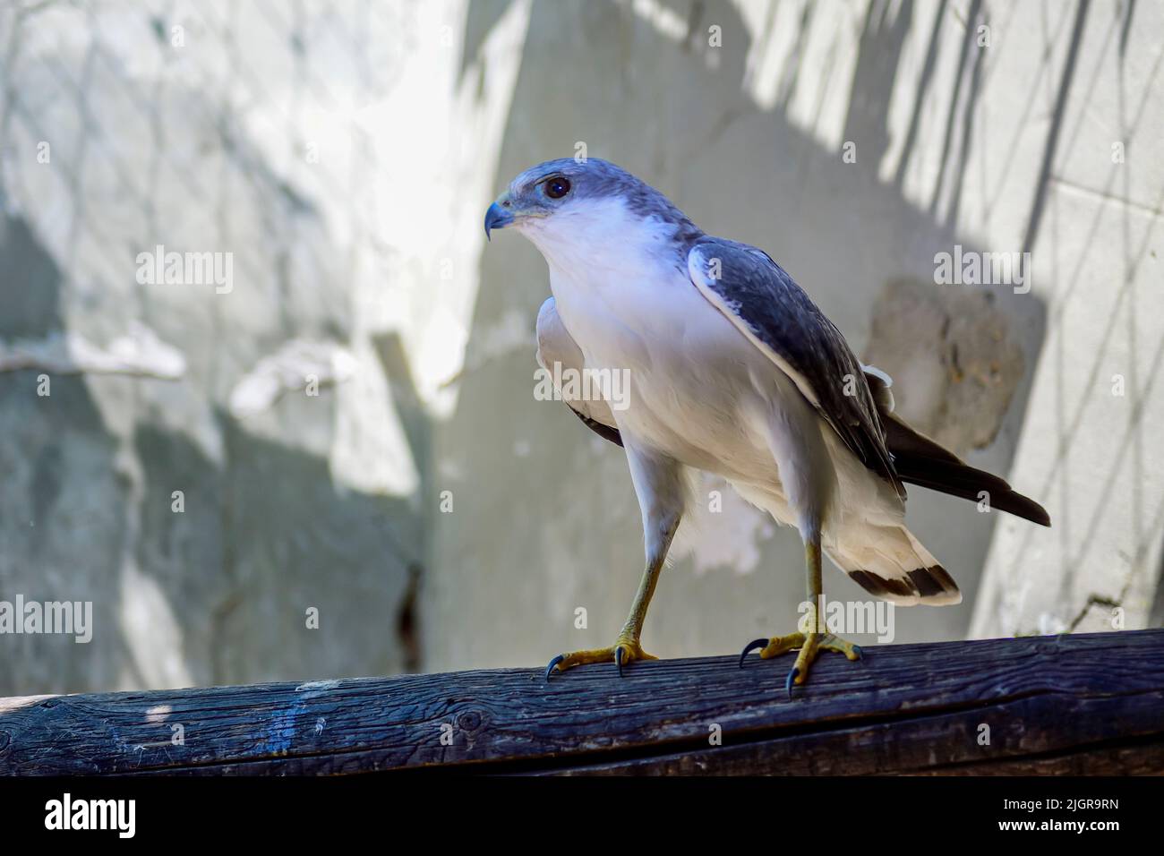 Il poliosoma del geranoaetus o il poliosoma del buteo, è un uccello della famiglia degli Accipitriformi. Foto Stock