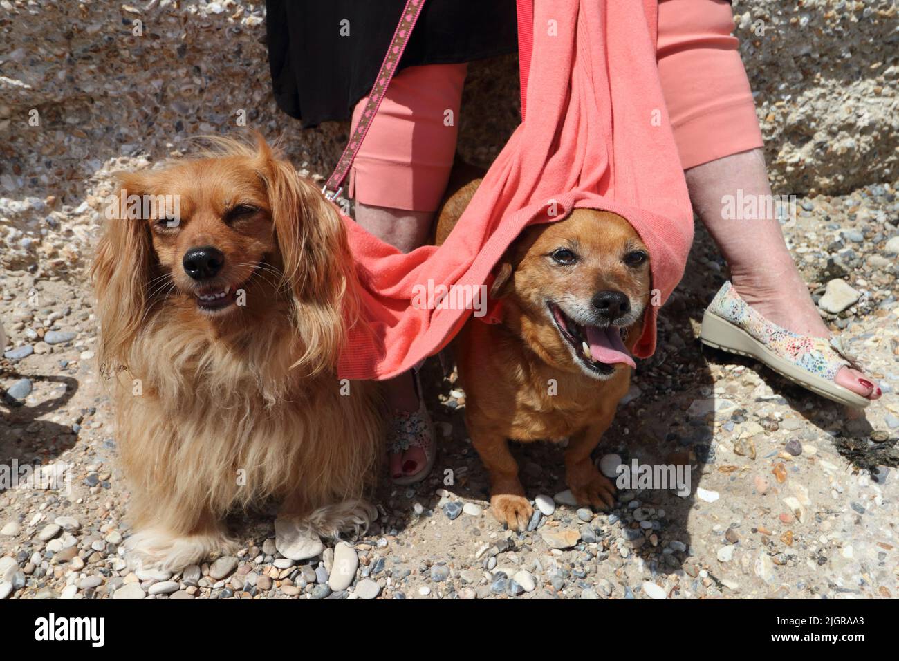 Due cani sulla spiaggia a Lulworth Cove, Dorset Foto Stock