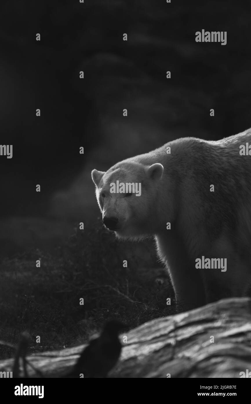 Uno scatto verticale in scala di grigi di un orso polare Foto Stock