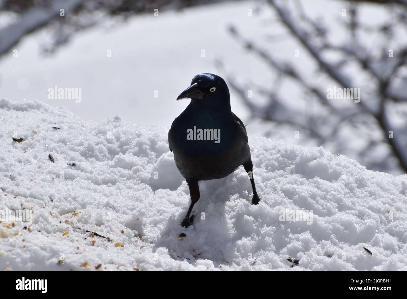 Un grackle comune in inverno, Sainte-Apolline, Quebec, Canada Foto Stock