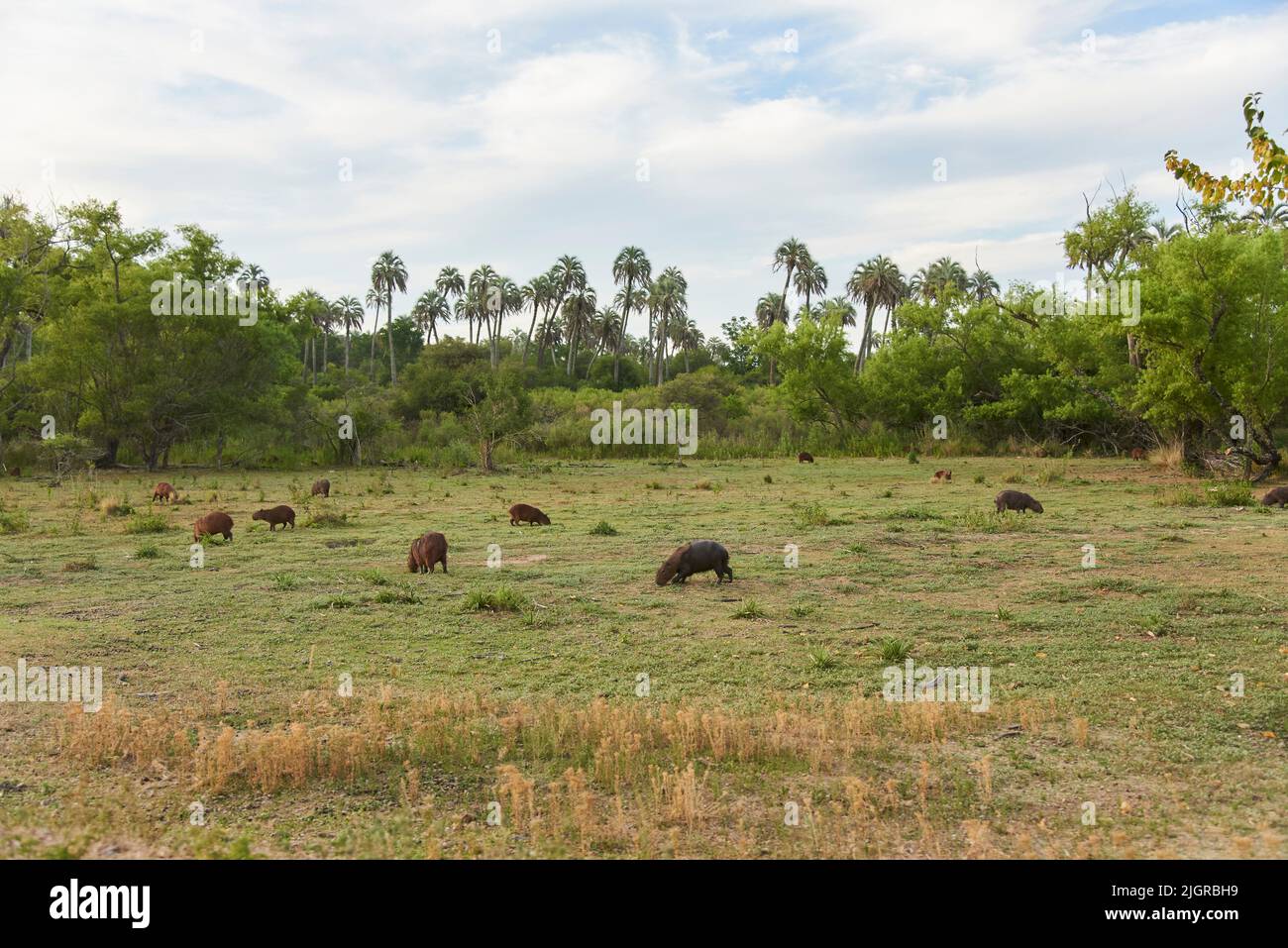 Gruppo di capybaras, idrochoerus hydrochaeris, il più grande roditore vivente, nativo del Sud America, mangiare l'erba nel Parco Nazionale di El Palmar, Entre Rios, Ar Foto Stock