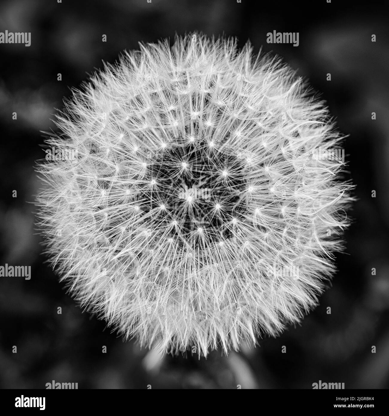 Una testa bianca di seme di fiore di dente di leone contro uno sfondo sfocato Foto Stock