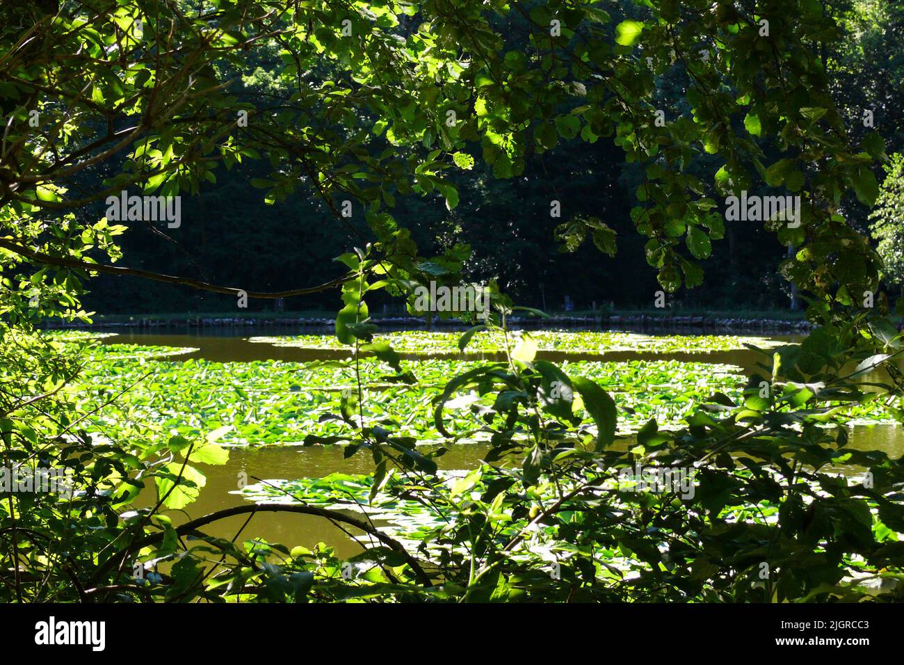 Un lago coperto da foglie verdi circondate dalla natura. Foto Stock