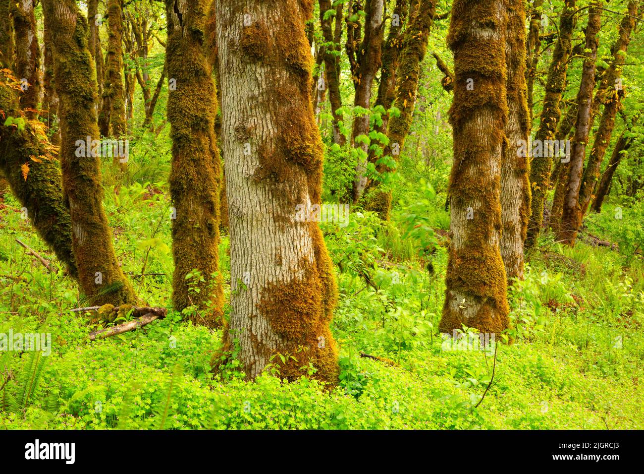 Bosco di quercus garryana, Baskett Slough National Wildlife Refuge, Oregon Foto Stock