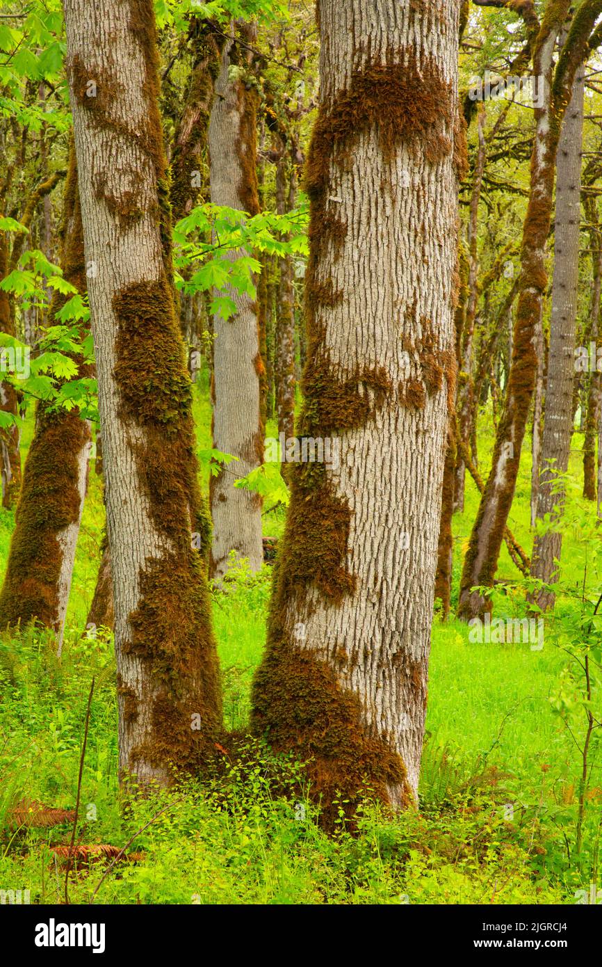Bosco di quercus garryana, Baskett Slough National Wildlife Refuge, Oregon Foto Stock