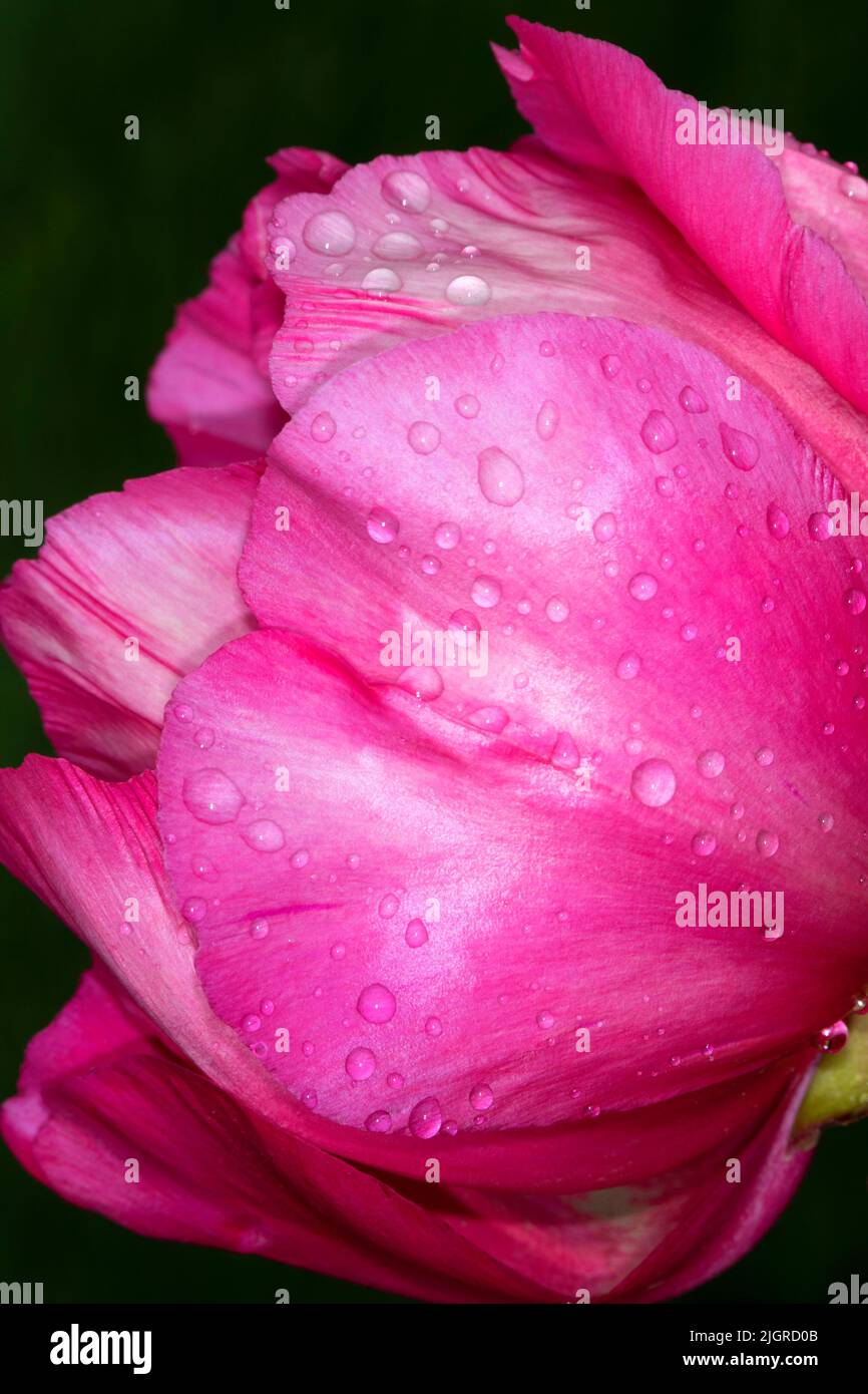 Watermelon Wine Peony, Adelman Peony Garden, Brooks, Oregon Foto Stock