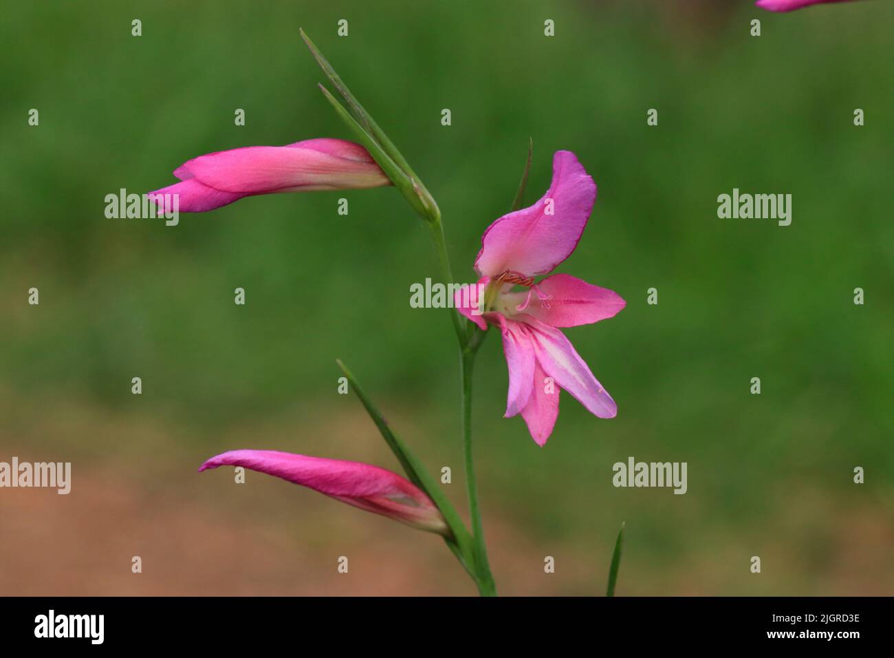Un fuoco selettivo di gladiolus illyricus nel giardino Foto Stock