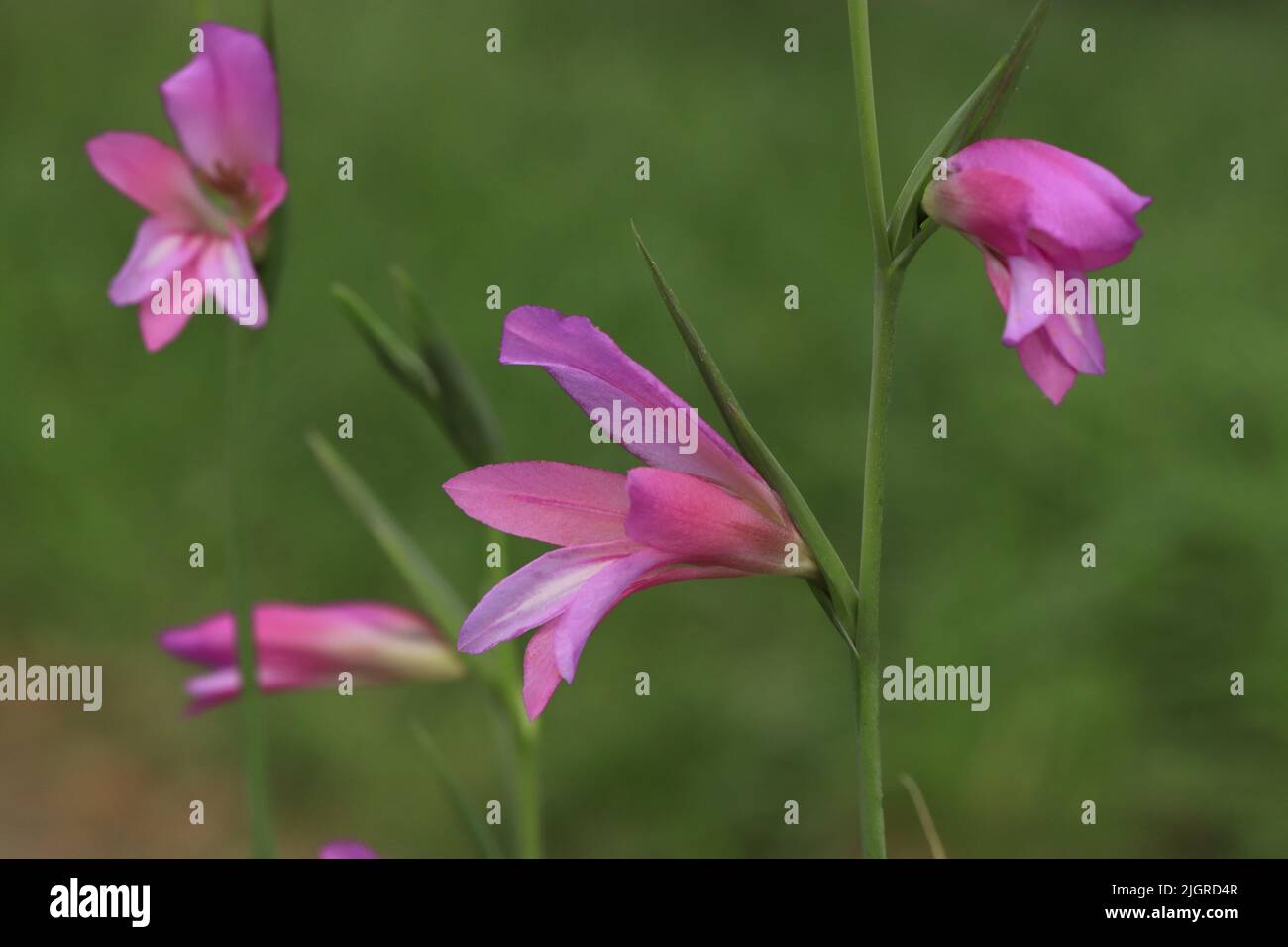 Un fuoco selettivo di gladiolus illyricus nel giardino Foto Stock