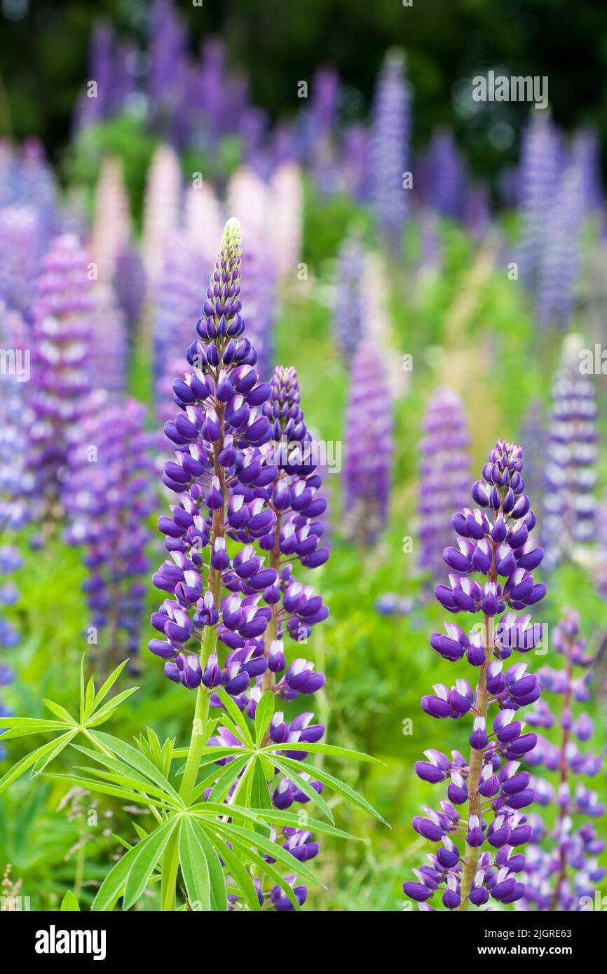 Lupini selvatici che crescono nella Foresta Nera, Germania Foto Stock