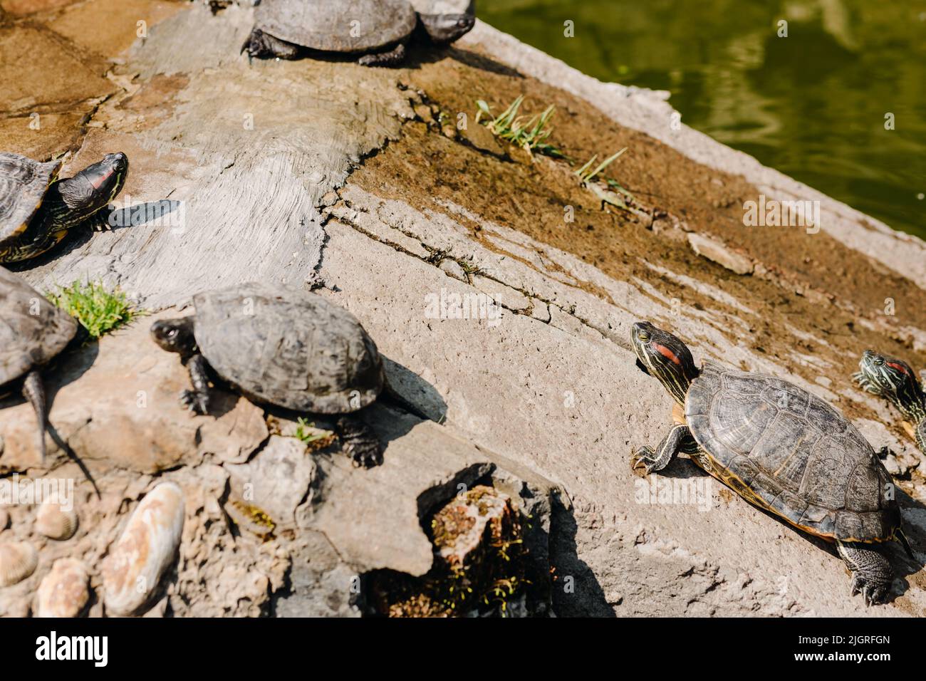 una famiglia di tartarughe che riposano sulle rocce. Foto di alta qualità Foto Stock