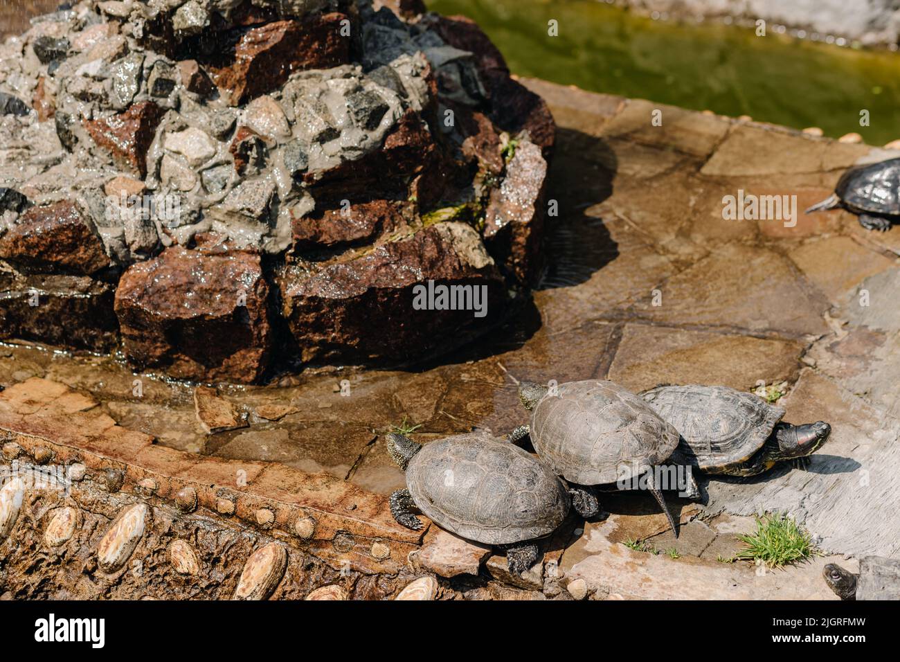 Una famiglia di tartarughe sulle pietre vicino all'acqua nella riserva naturale. Foto di alta qualità Foto Stock