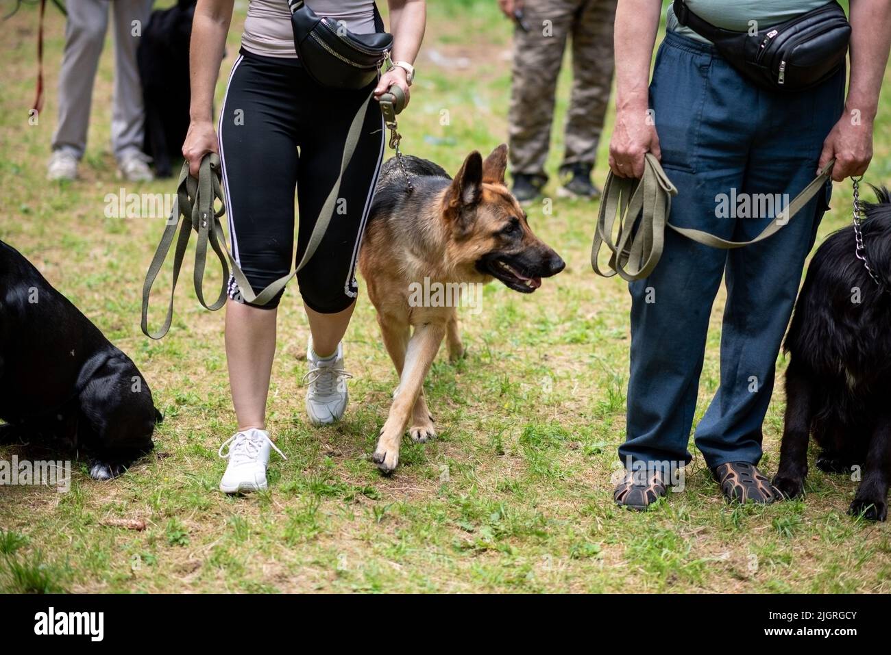 Il pastore tedesco al guinzaglio, accanto al proprietario, guarda un altro cane. Foto di alta qualità Foto Stock