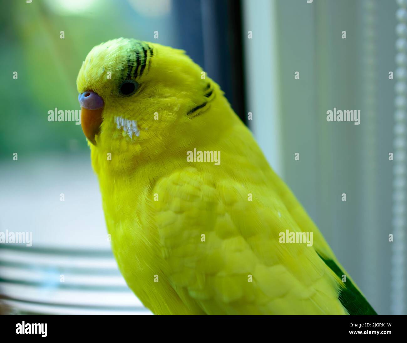 Piccolo budgerigar giallo è seduto accanto alla finestra. Ritratto di un uccello domestico. Immagine di sfondo. Foto Stock