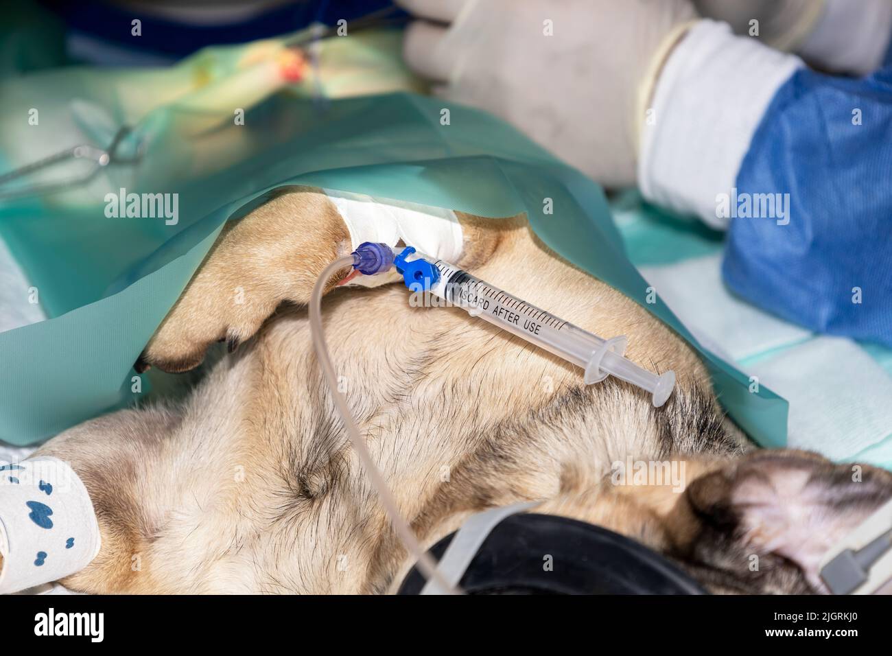 Una piccola caraffa che dorme sotto anestesia generale con siringa Ancora collegato al punto di accesso IV Foto Stock