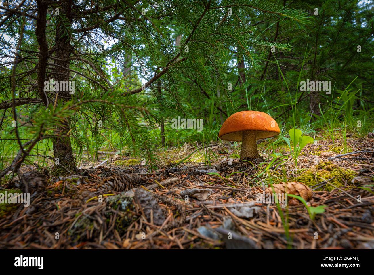 Un fungo dello sgabello arancione che cresce su un pavimento di foresta Foto Stock