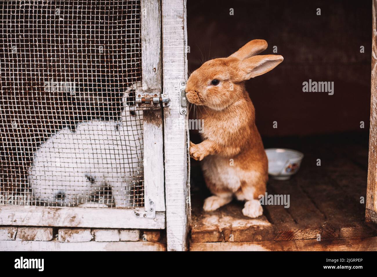 Coppia di coniglio in gabbie separate Foto Stock