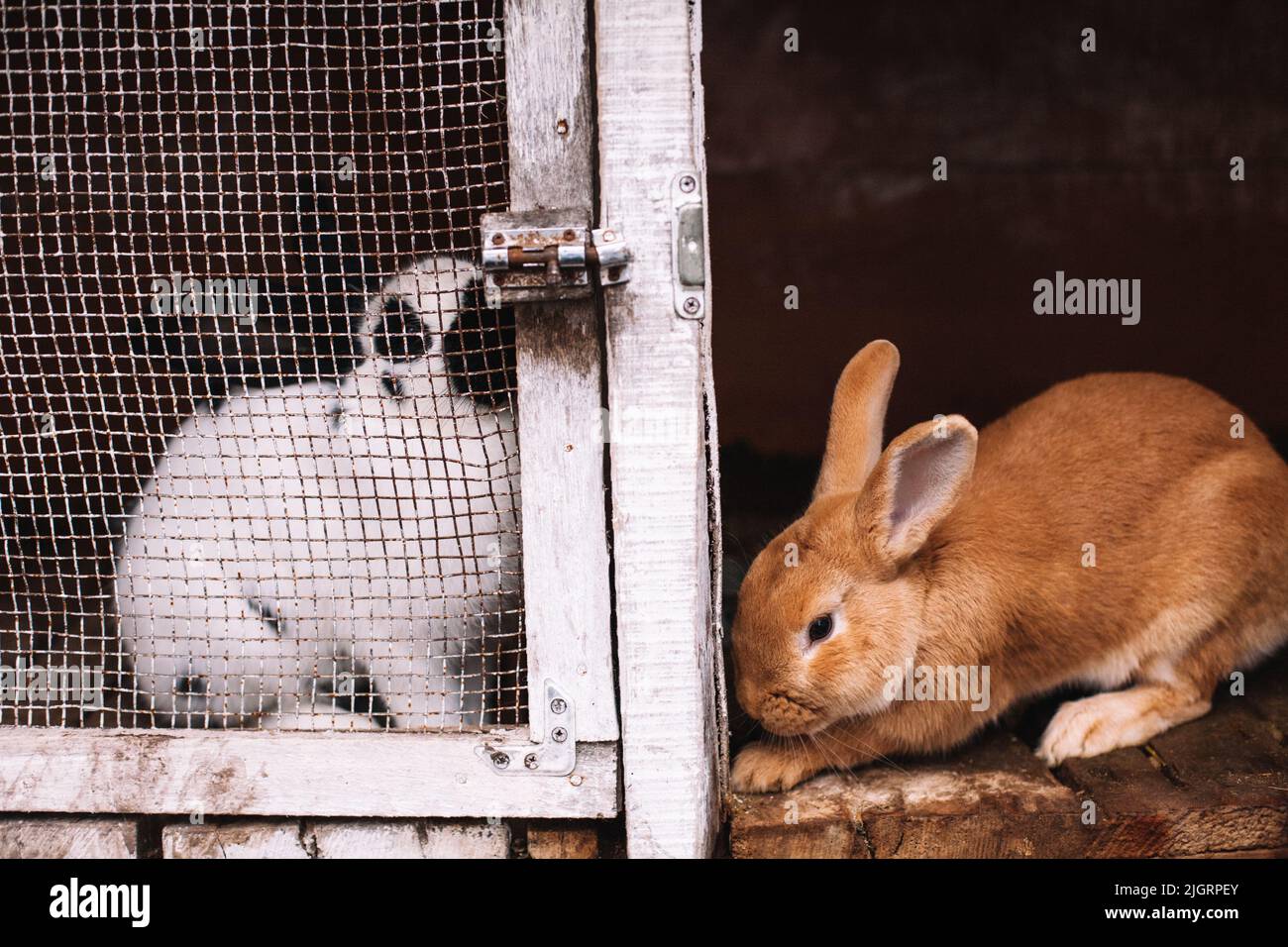 Due conigli seduti in gabbie Foto Stock